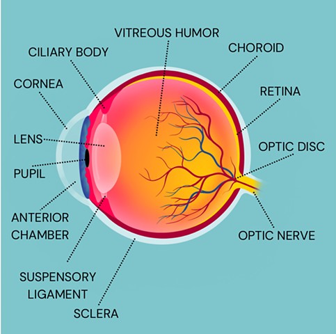 Eye Anatomy [Labeled]