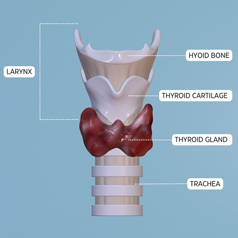 Tracheal Anatomy 