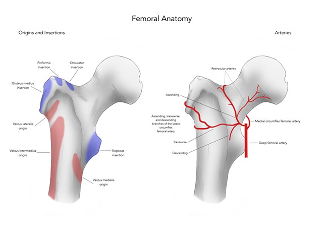 Femoral Anatomy
