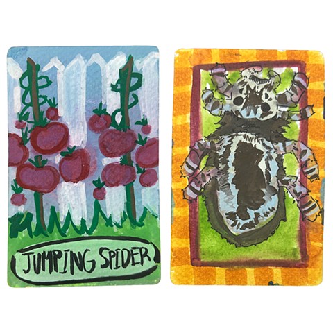 Jumping Spider