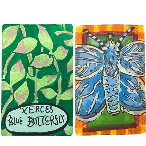 Xerces Blue Butterfly
