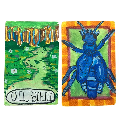 Oil Beetle