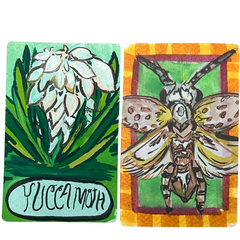 Yucca Moth