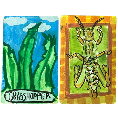 Grasshopper 