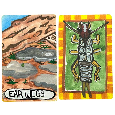 Earwigs