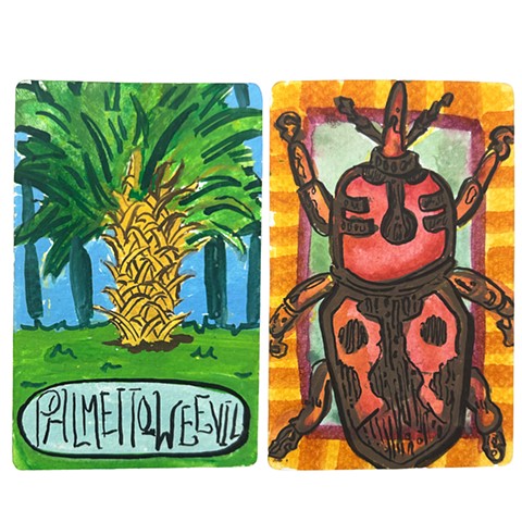 Palmetto Weevil