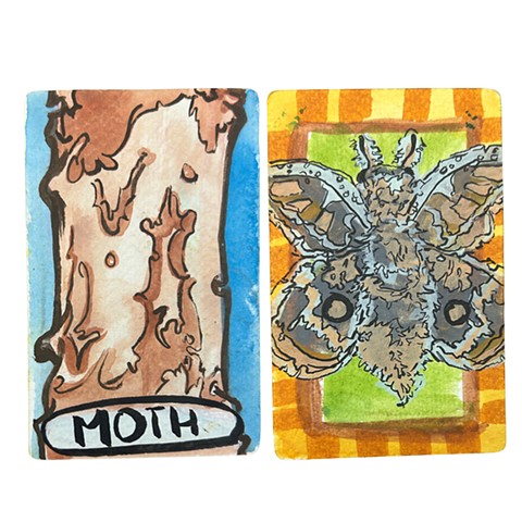 Moth