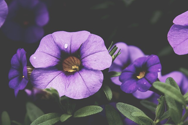 Purple flower with dark green leaves water droplet light and dark shadows 