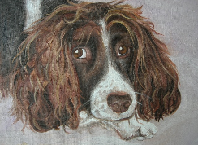 Springer Spaniel