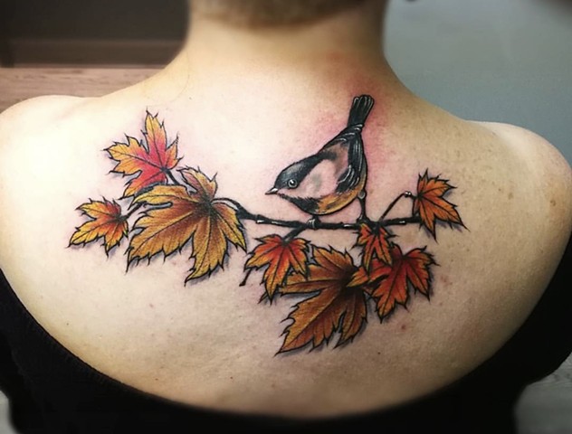 Chickadee singing on a Maple branch