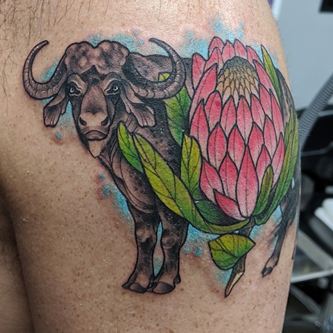 African Cape Buffalo & Protea Flower