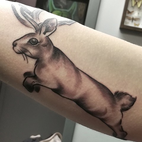 Cute Jackalope