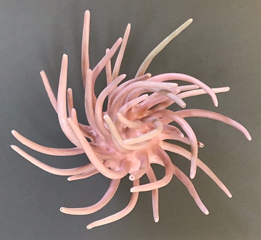 Pink Anemone 3