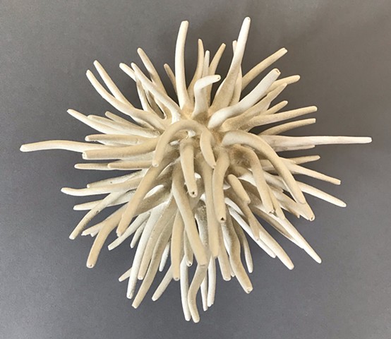 White Anemone 2