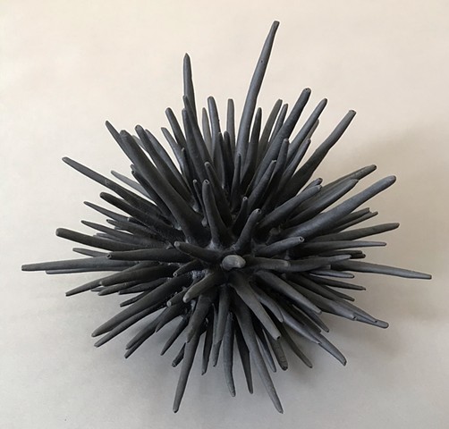 Black Urchin 