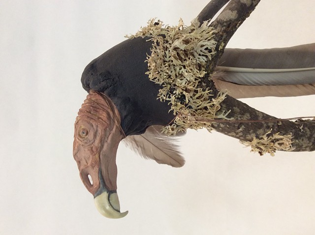 Turkey Vulture 
detail, left side