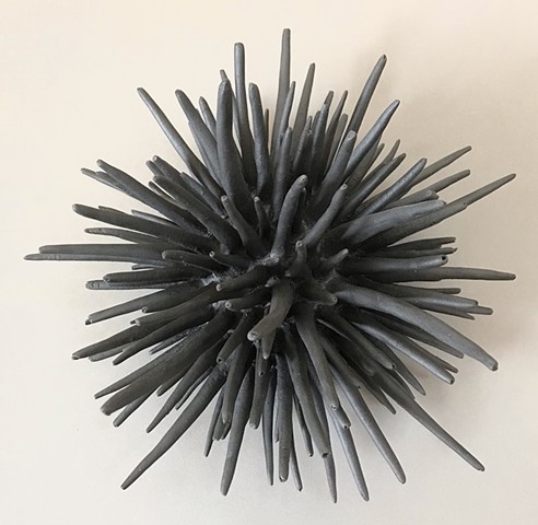 Black Urchin