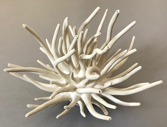 White Anemone 1