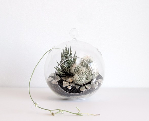 By The Archive Gallery
Small Sphere Terrarium 