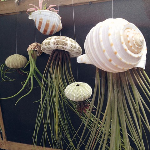 Assorted Jellyfish Air Plants 
$6- $24