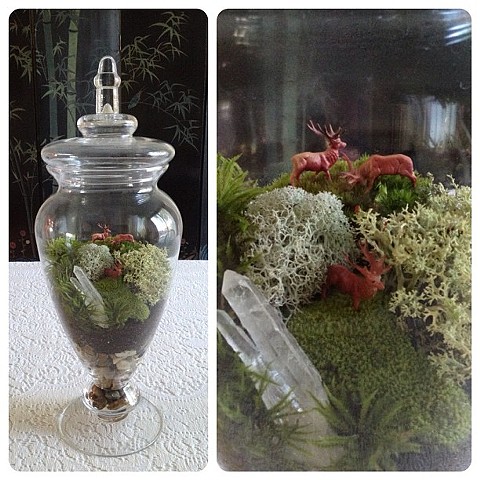 Enclosed Moss Terrarium 
