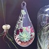 Small Tear Drop Terrarium 
(Out of Stock)