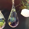 Small Tear Drop Terrarium 
(Out Of Stock)