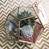 Geometric Terrarium- Currently Out of Stock 