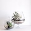 By The Archive Gallery 
Small Sphere Terrarium and "Wine Glass" Terrarium 