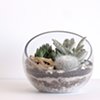 By The Archive Gallery
Half Moon Terrarium 