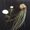 Assorted Jellyfish Air Plants 
$6- $24