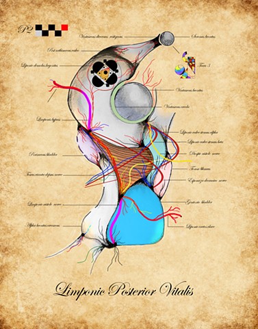 Limponic Posterior Vitalis (Grey)