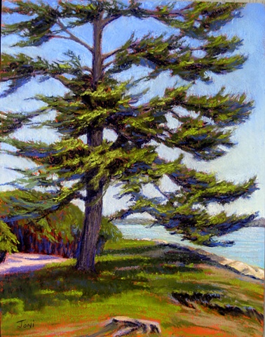 Pastel painting of a windswept pine at Bumpus Park in Duxbury, overlooking Duxbury Bay in front of the King Caesar House