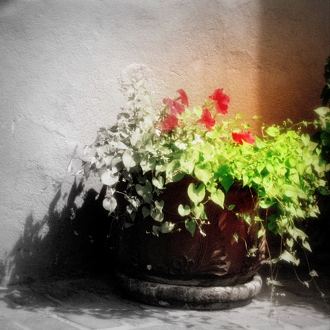 Terracotta pot, flowers, Santa Fe, patio flowers