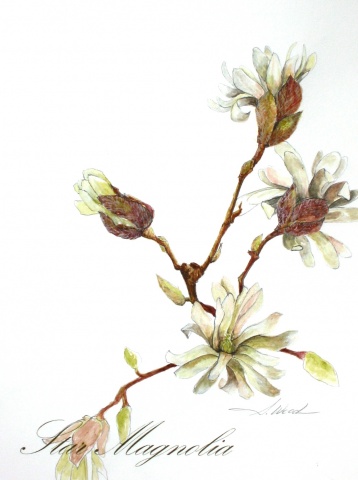 Star Magnolia, White Flower Series #3