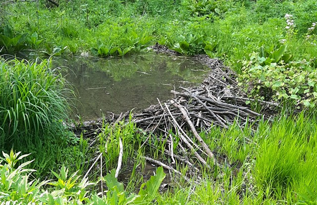good job on this small sweet beaver pond! 