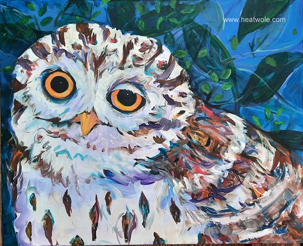 owl 