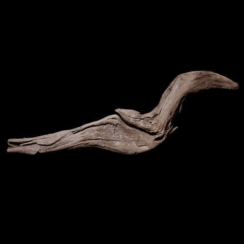 found driftwood #8 (seabird)