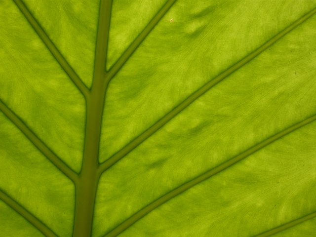 garfield park conservatory