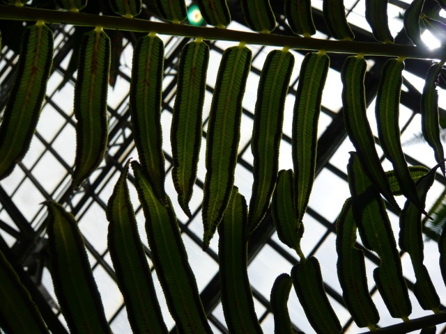 garfield park conservatory