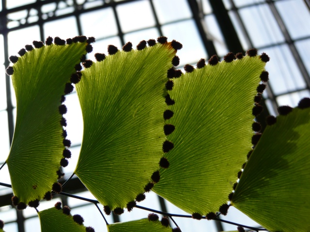 garfield park conservatory