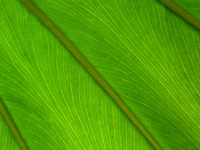 garfield park conservatory