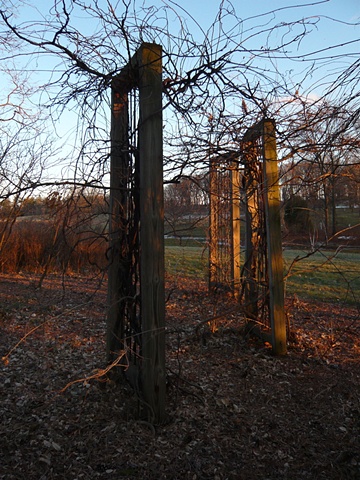 morton arboretum