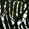 garfield park conservatory