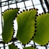 garfield park conservatory