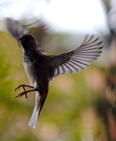 Birds, bird behavior, bird pairing, bird mating, bird feeding, bird flight, finches.