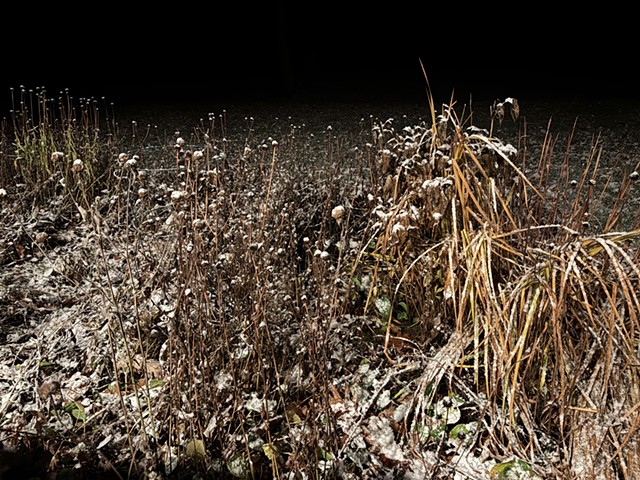 251116 November 16, 2025 -photo