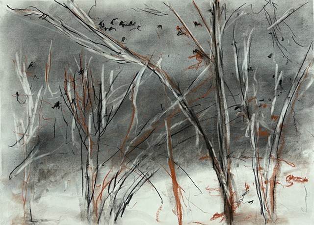 250307 March 7, 2025 conte 18x24 crows