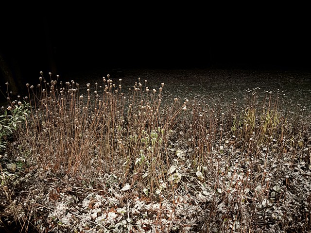 251116 November 16, 2025 -photo