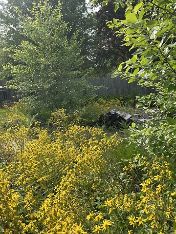 Spring 2025 with Packera Aurea in bloom